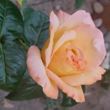 Alberghiero Eolie Aparthotel