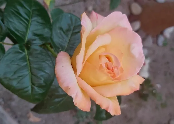 Alberghiero Eolie Apartahotel